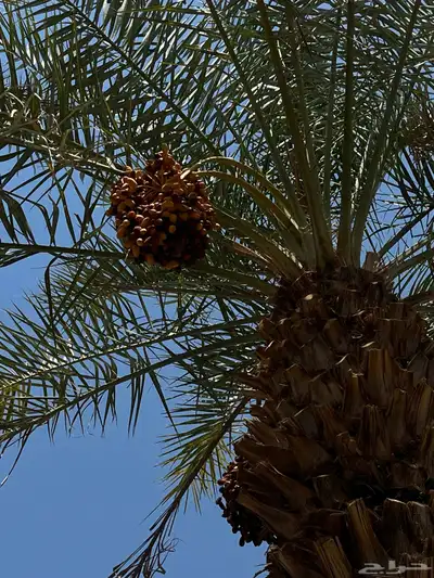 تمر برني وحلوه العدد 110 2