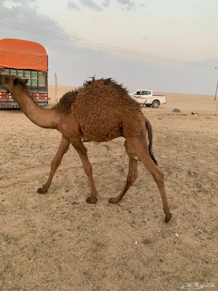 2 حاشي لباني 7
