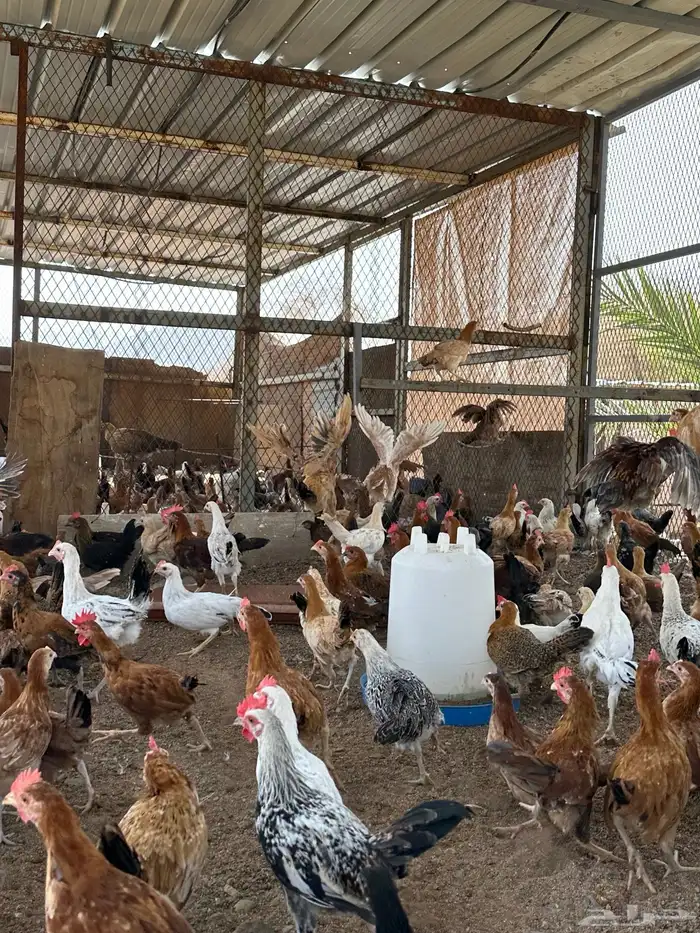 فروخ دجاج ثلاث شهور ونص 4