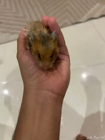 هامستر للبيع اليف ما يعض صحة زينه 0