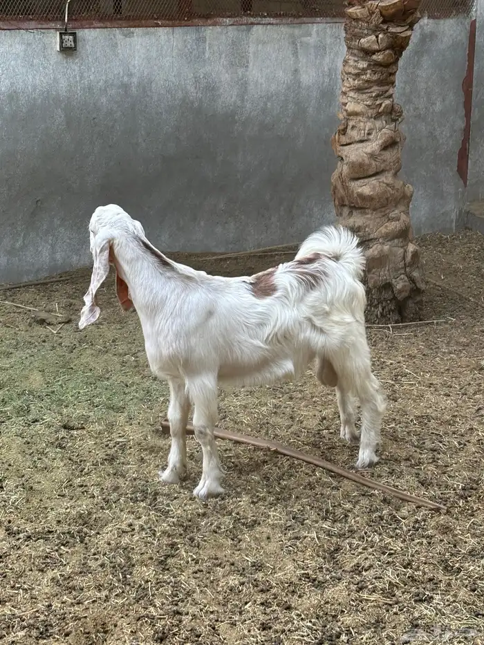تيوس تربيه خاصه 1