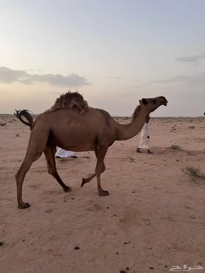 ناقه لقحه صفرا للبيع 0