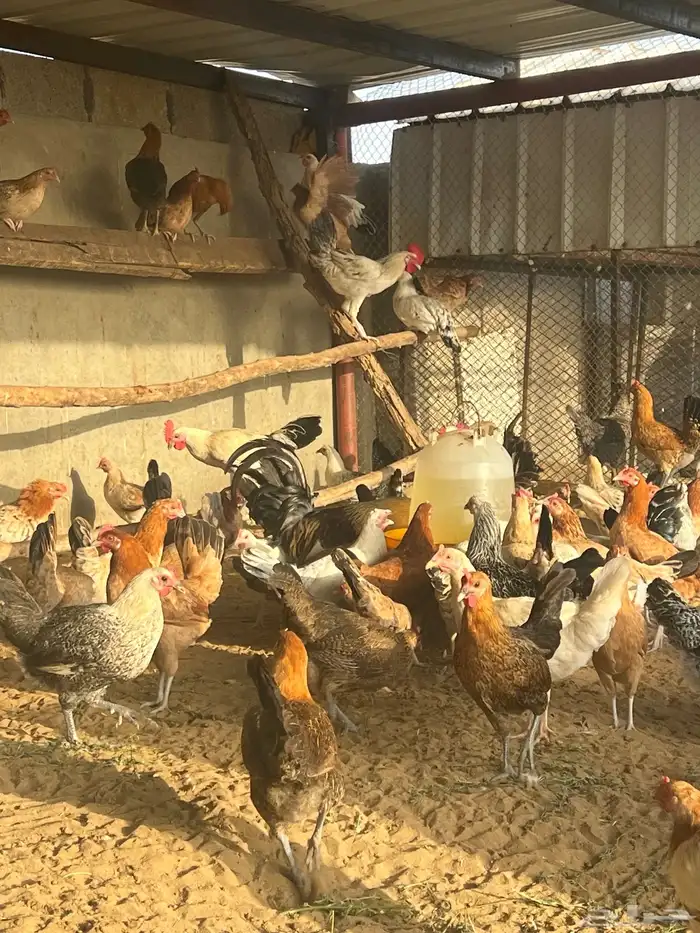 دجاج بياض 3