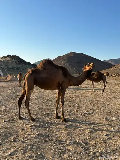 ناقه حايل طيبه 3