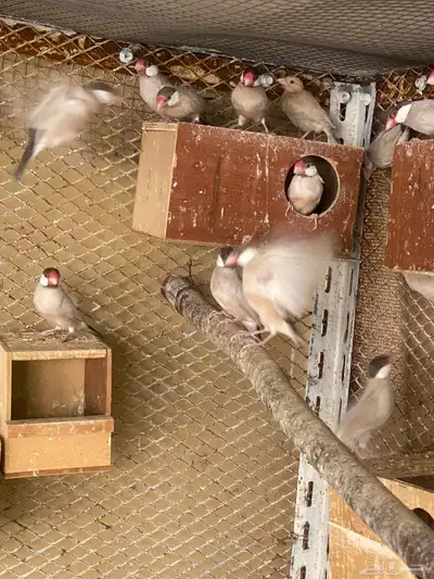 للبيع طيور الجاوء 1