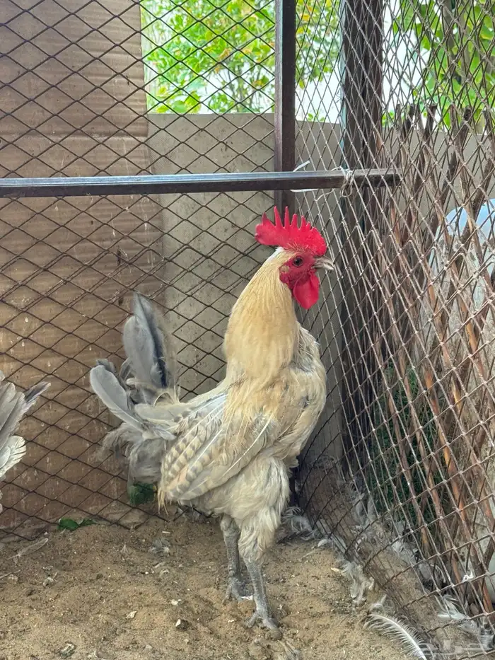 2 ديك وبطة للبيع 3
