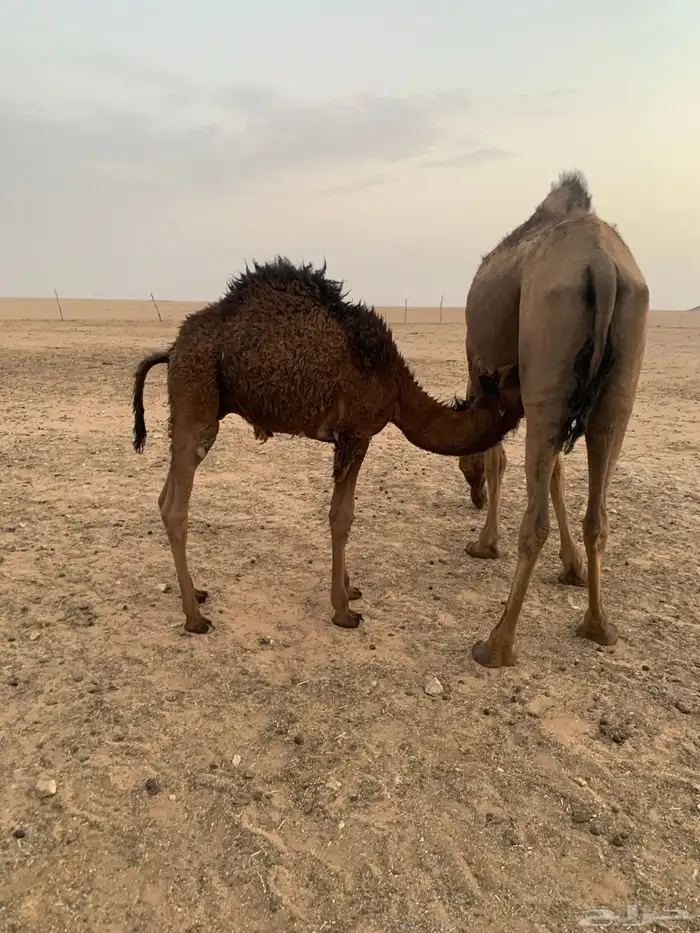 2 حاشي لباني 4