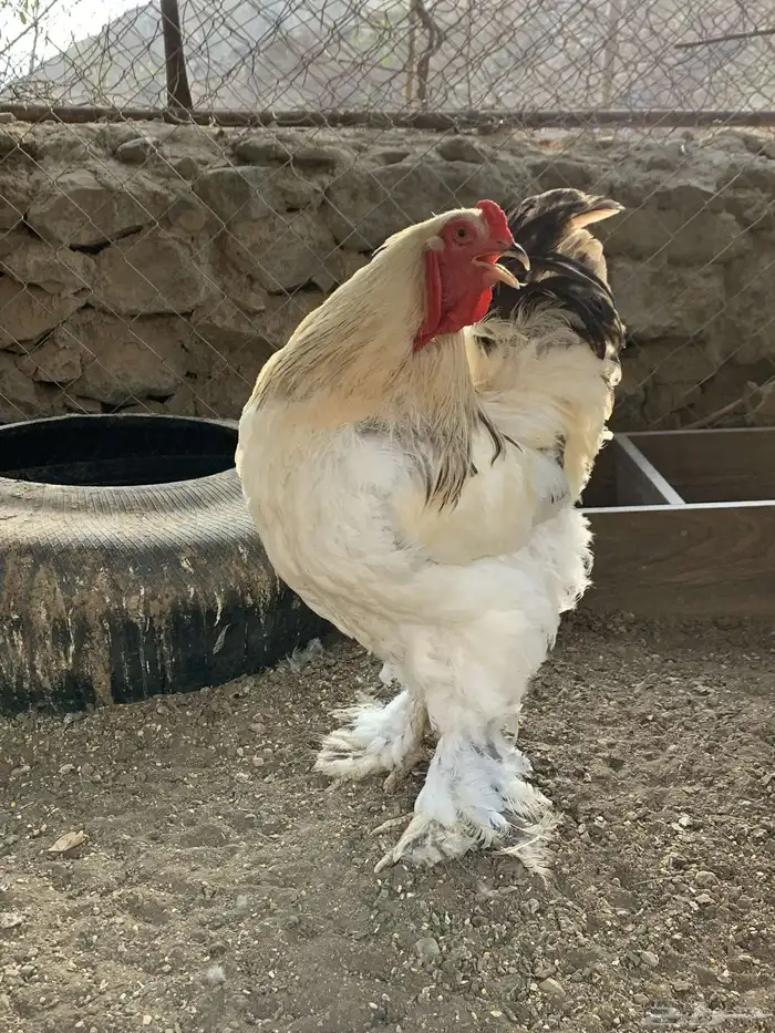 دجاج كولمبي وسلفر 4