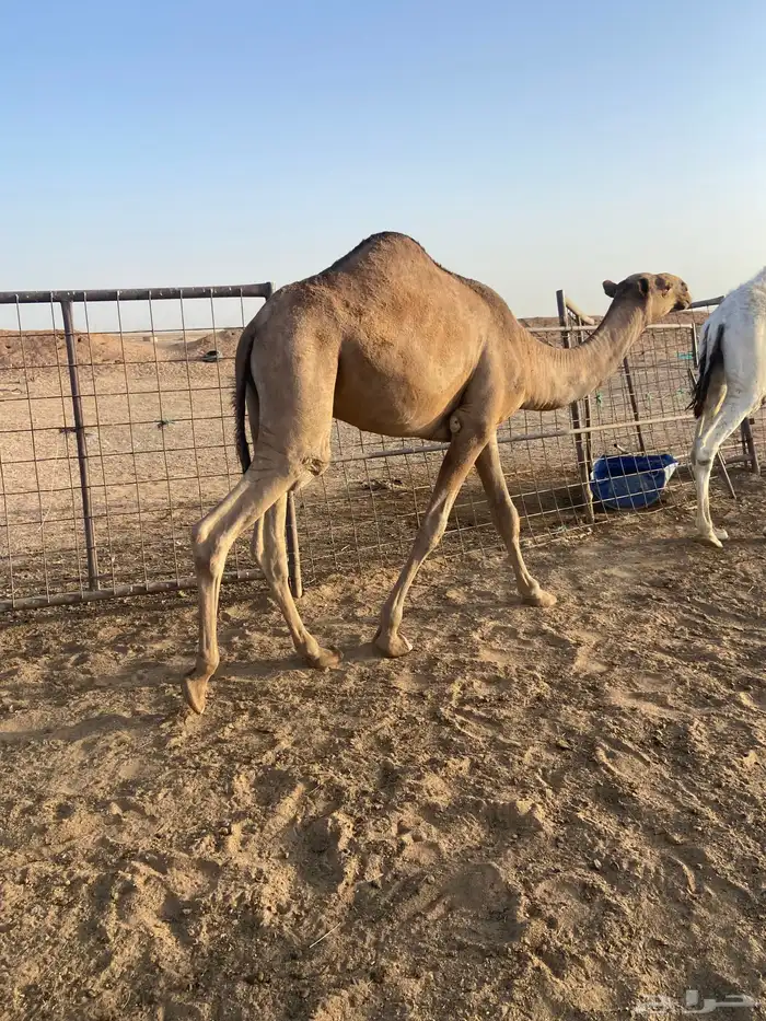 قعود للبيع 0