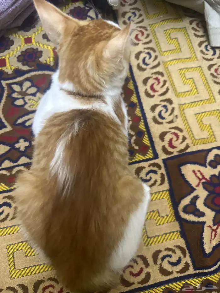 قط ذكر بلدي 1