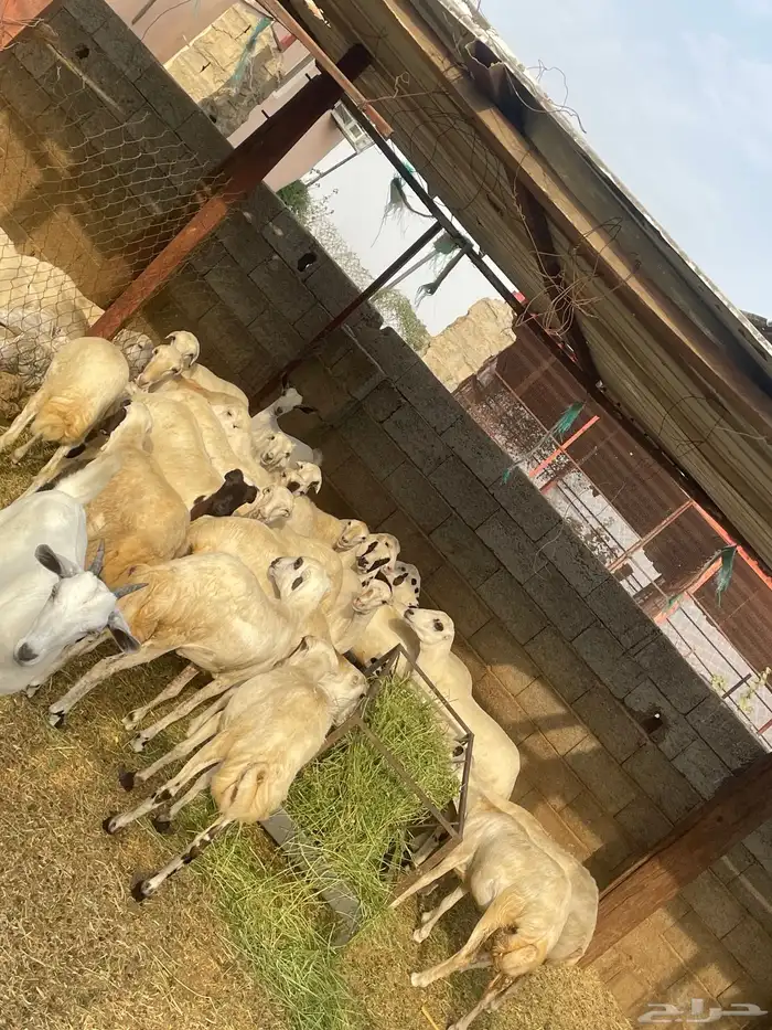 رخيل 2