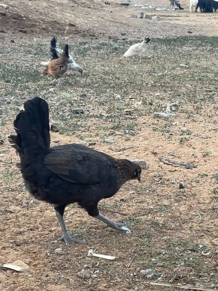 دجاج للبيع 4
