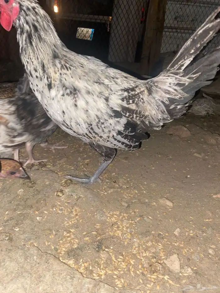 تم البيع الله يباركلك لرعيها 2