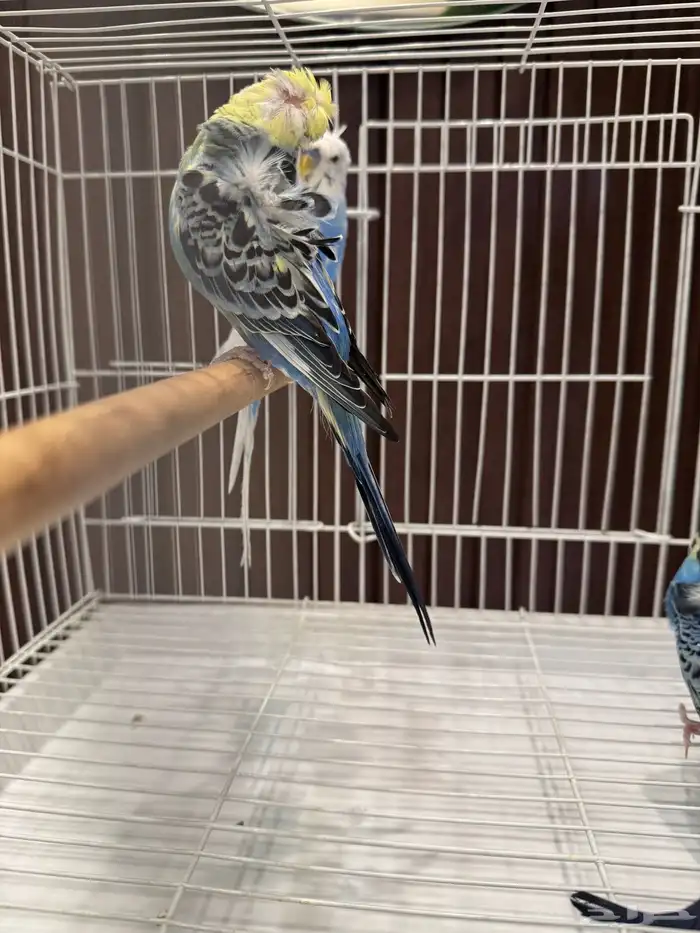 جوزين و ذكور 3