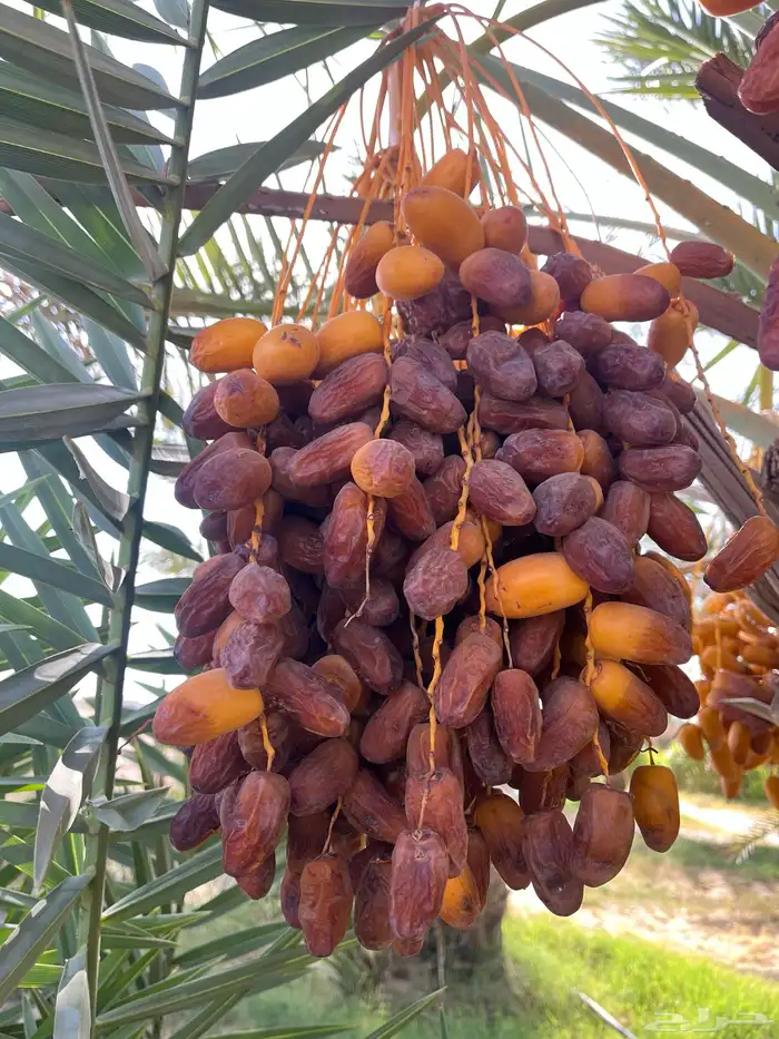 تمر نخل للبيع صفري وطيب 1