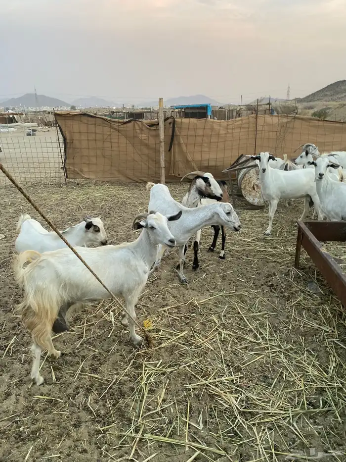 معزا بيشيات خلفات 11