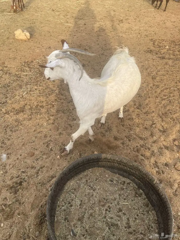 عنزشحم السن جامع 7