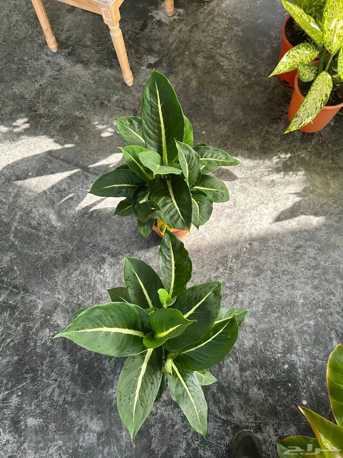 نباتات داخلية 3