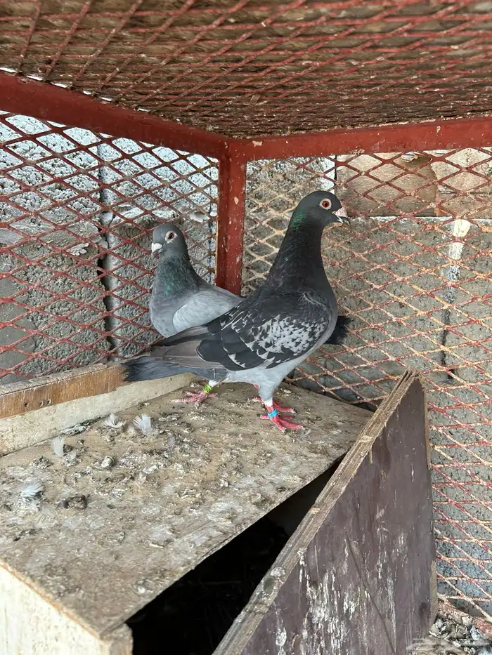 زاجل سباق 4