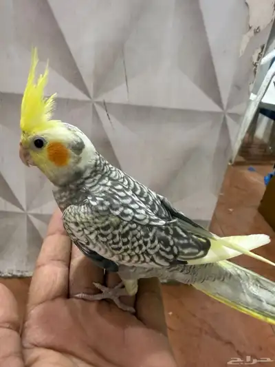 كروانات اليفه جداا 3