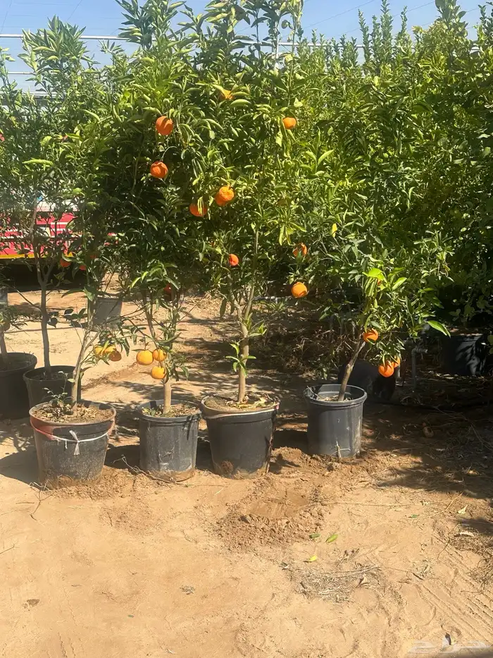 اشجار حمضيات بجميع اصنافها واحجامها   نجران 4