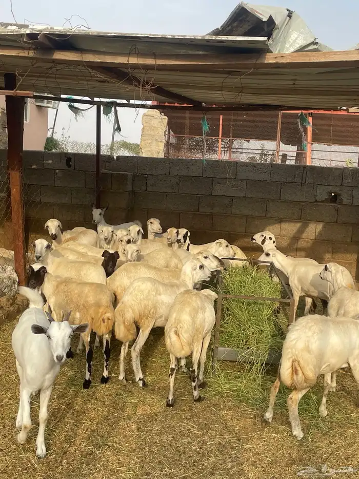 رخيل 4