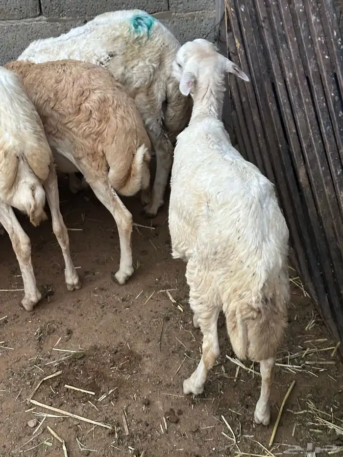 رفيد عمر 4 شهور 11