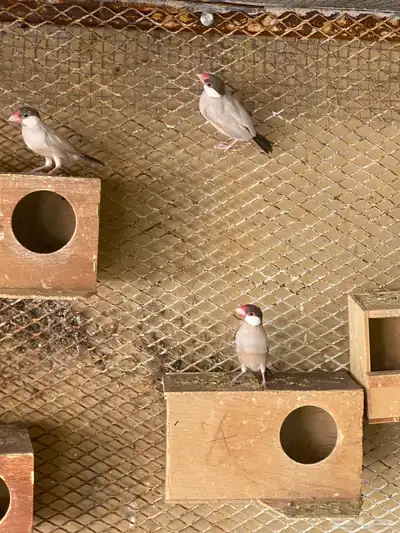 للبيع طيور الجاوء 0