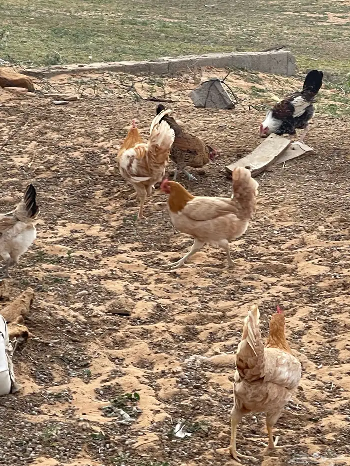 دجاج للبيع 12