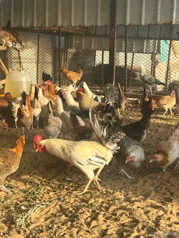 دجاج بياض 5