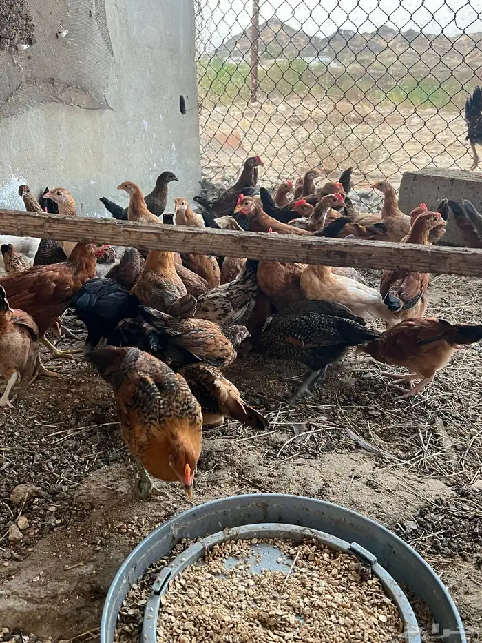 دجاج بلدي عمر شهرين 3