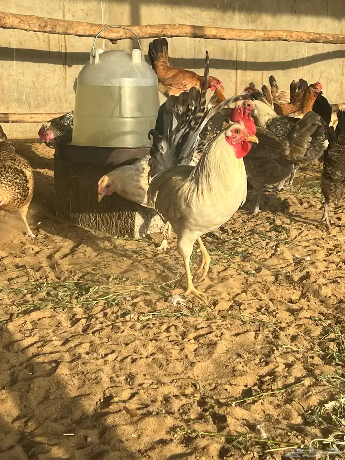 دجاج بياض 4