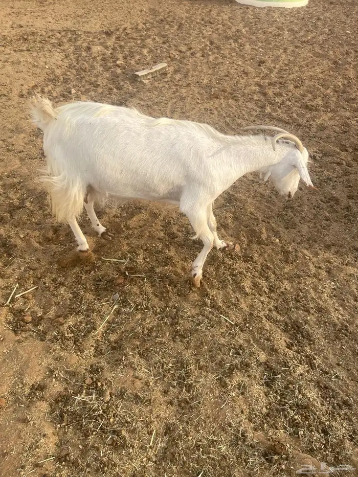 عنزشحم السن جامع 12