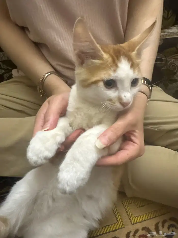 قط ذكر بلدي 4