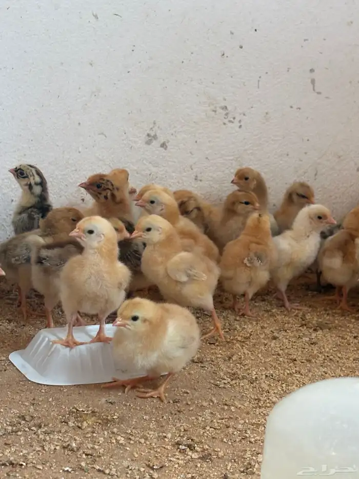 القصيم الرس طريق القرين 1