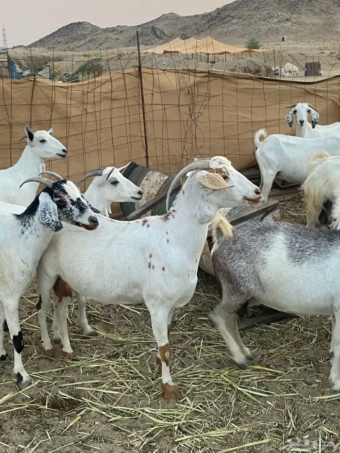 معزا بيشيات خلفات 4