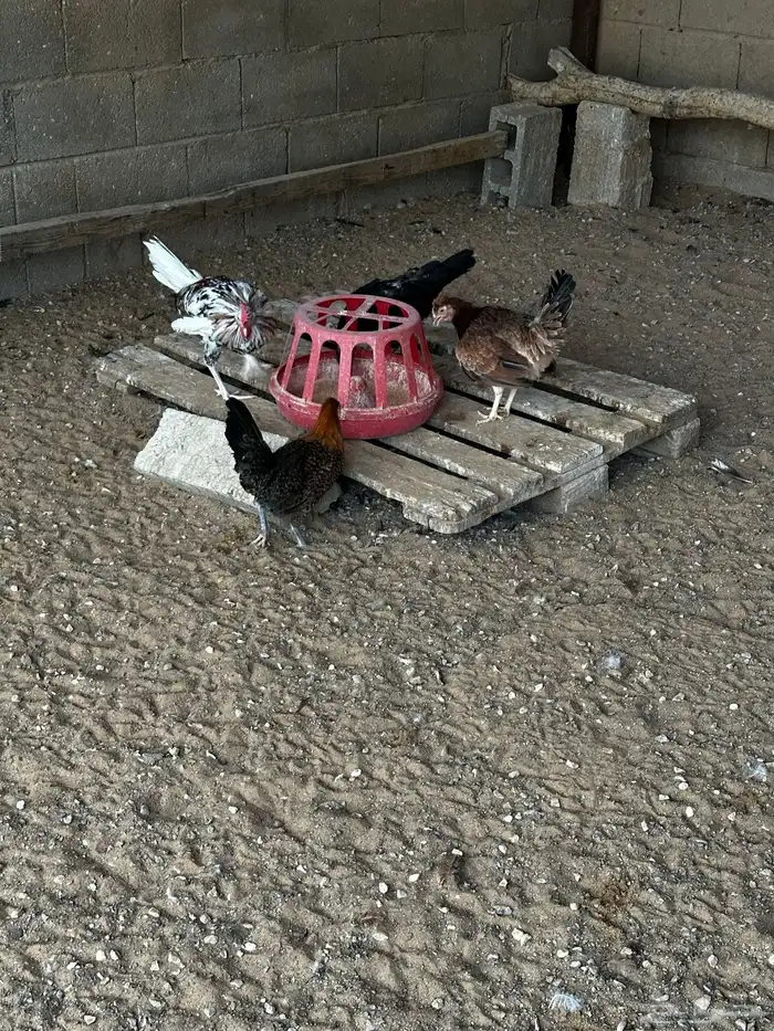 دجاج 12
