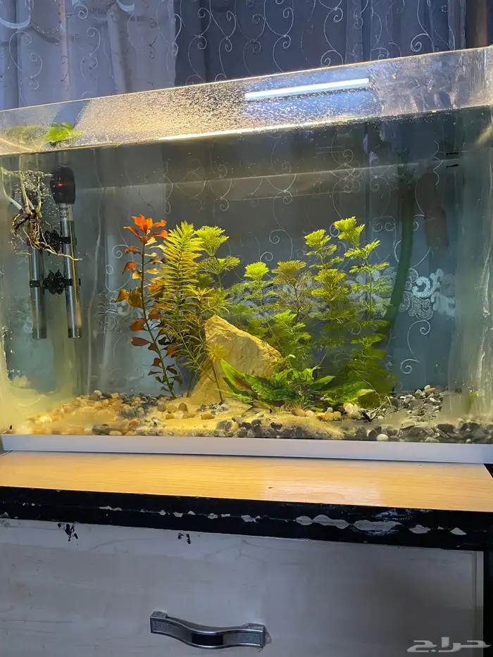 حوض سمك شريمب 1