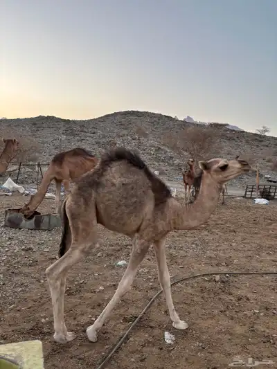 خلفه للبيع تحتها قعود 2
