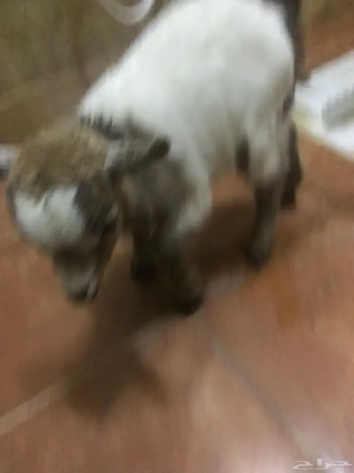 ماعز قزم عمره حدود شهر 0