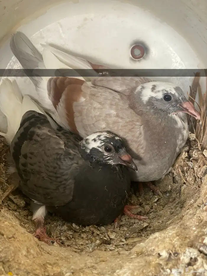 فراخ فرنسي و زاجل كريم وعادي 9