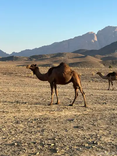 ناقه حايل طيبه 2