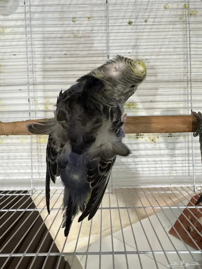 جوزين و ذكور 19