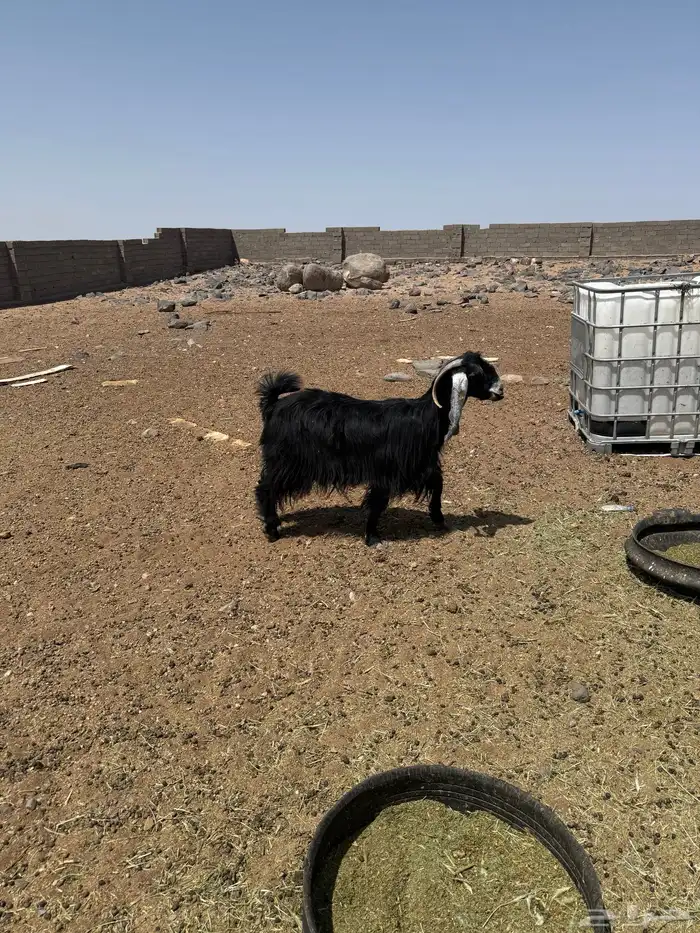 عنز حليبها وافر 0