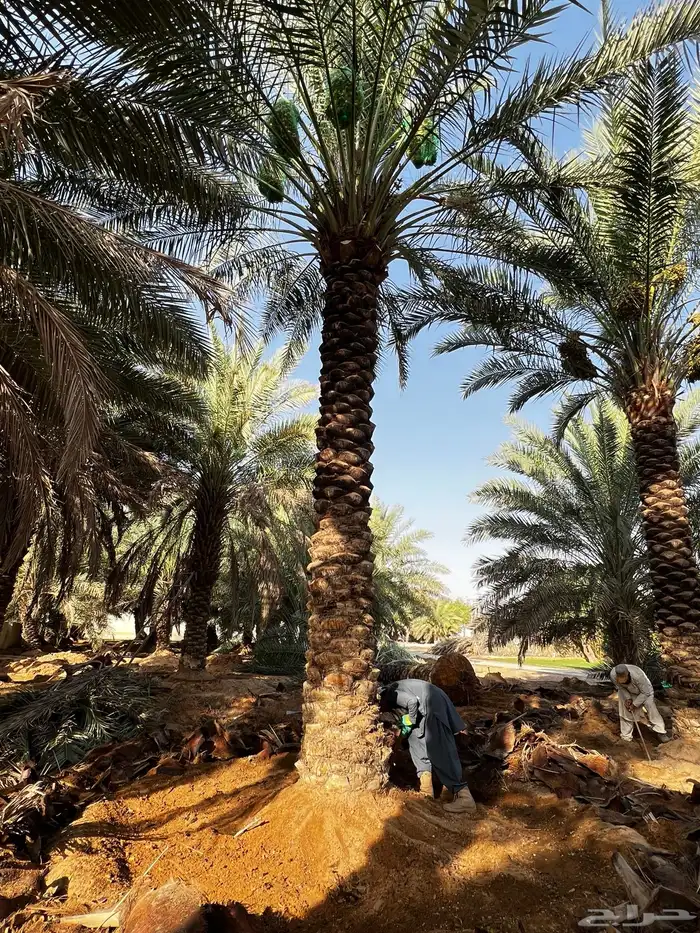 جثيث نخل شيشي صقعي برحي صفري برحي وغيرها 2