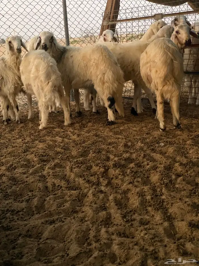 ذبايح حري كفو خرفان 0