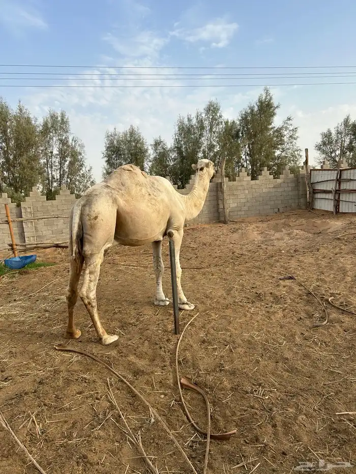 جمل للبيع 0