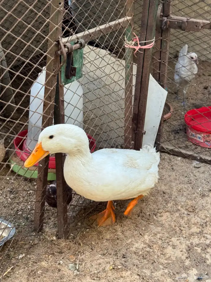 2 ديك وبطة للبيع 6