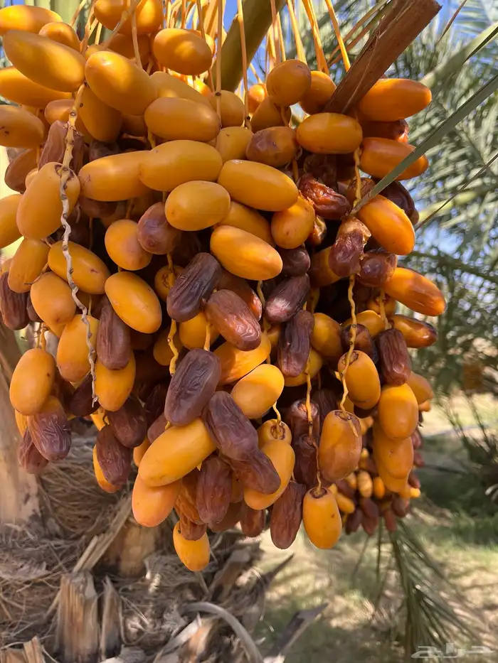 تمر نخل للبيع صفري وطيب 0