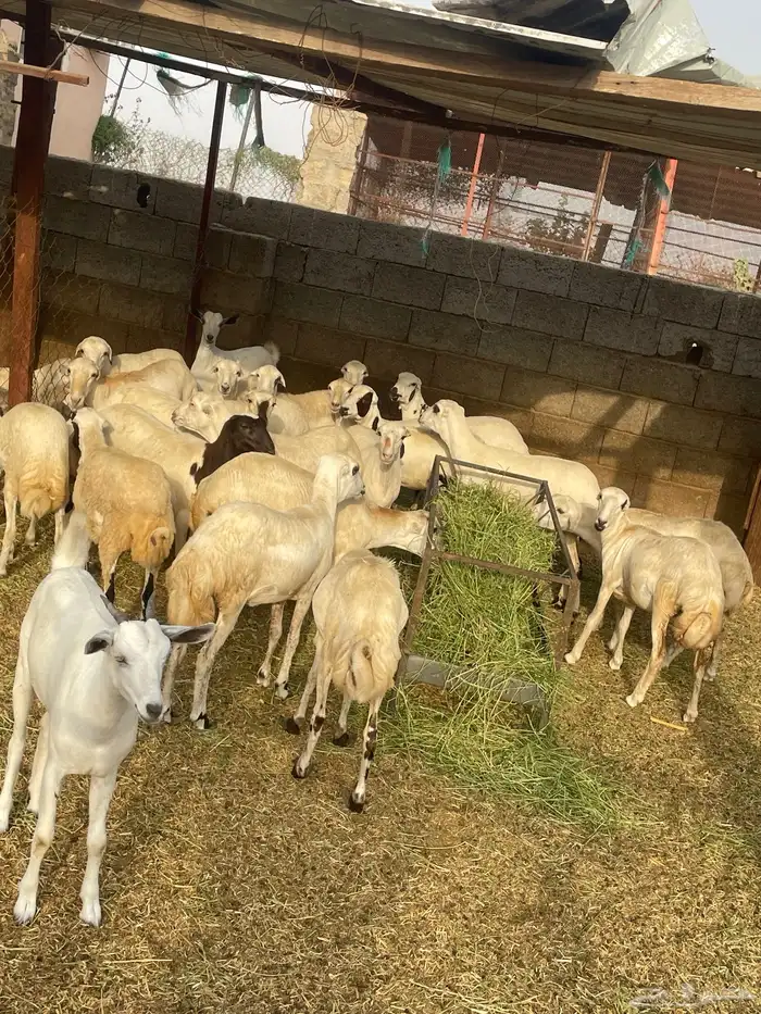 رخيل 1